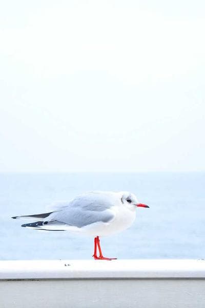 Brideshead Revisited