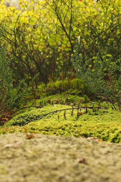 The Heart is a Lonely Hunter